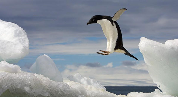 1.5 Million Adélie Penguins Discovered on Remote Antarctic Islands 1.5 Million Adélie Penguins Discovered on Remote Antarctic Islands